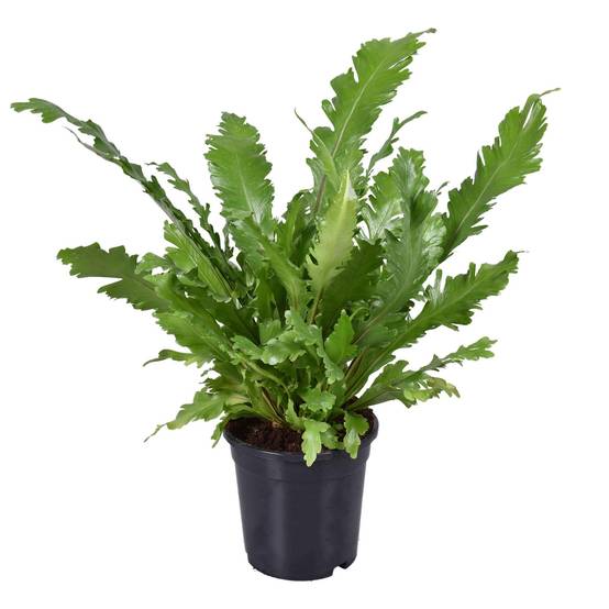 Asplenium Nidus - D17 H45cm