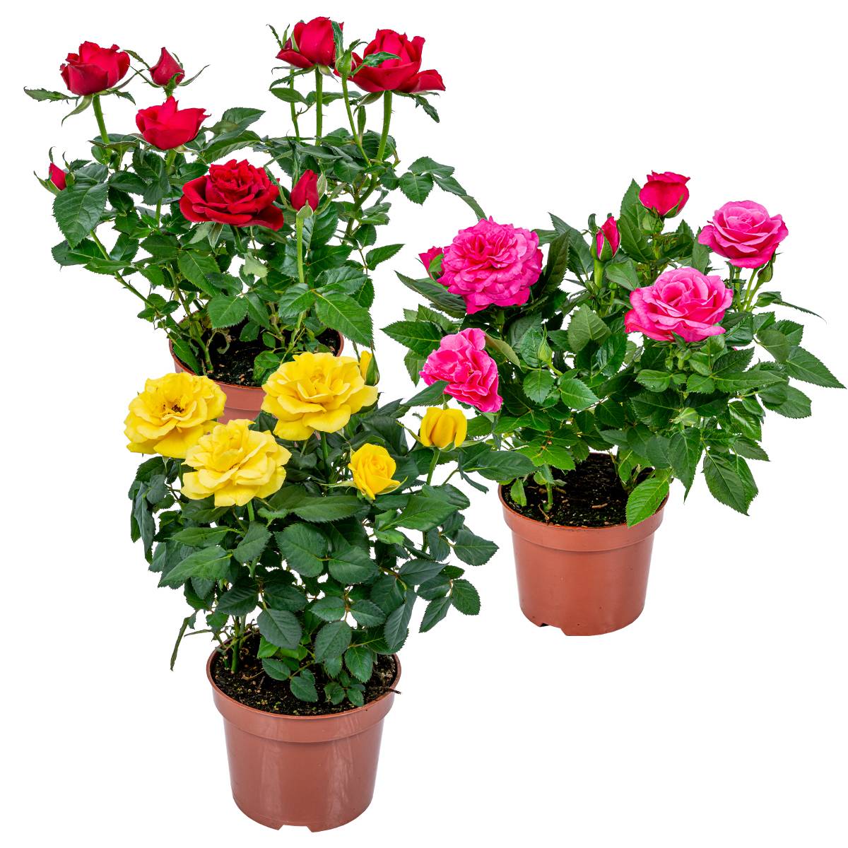 Lot de 3 - Rosiers Nains - Rouge, Jaune, Rose - H. 20-30 cm - P. 12 cm - Image 1