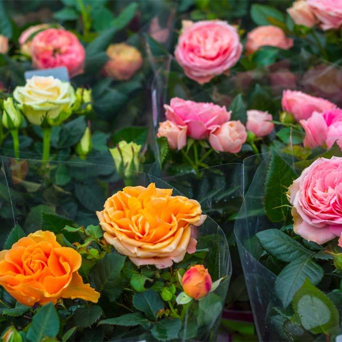 Lot de 3 - Rosiers Nains - Rouge, Jaune, Rose - H. 20-30 cm - P. 12 cm - Image 3