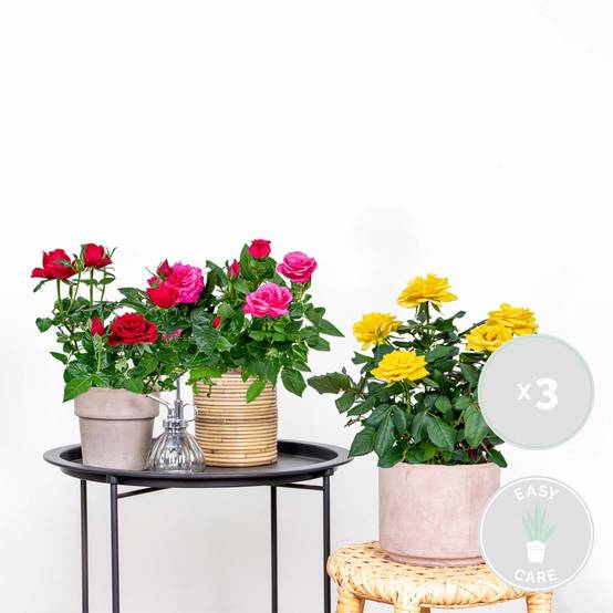 Lot de 3 - Rosiers Nains - Rouge, Jaune, Rose - H. 20-30 cm - P. 12 cm - Image 2