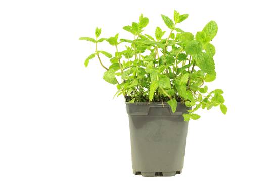 Menthe marocaine pot de 1 litre - Image 1