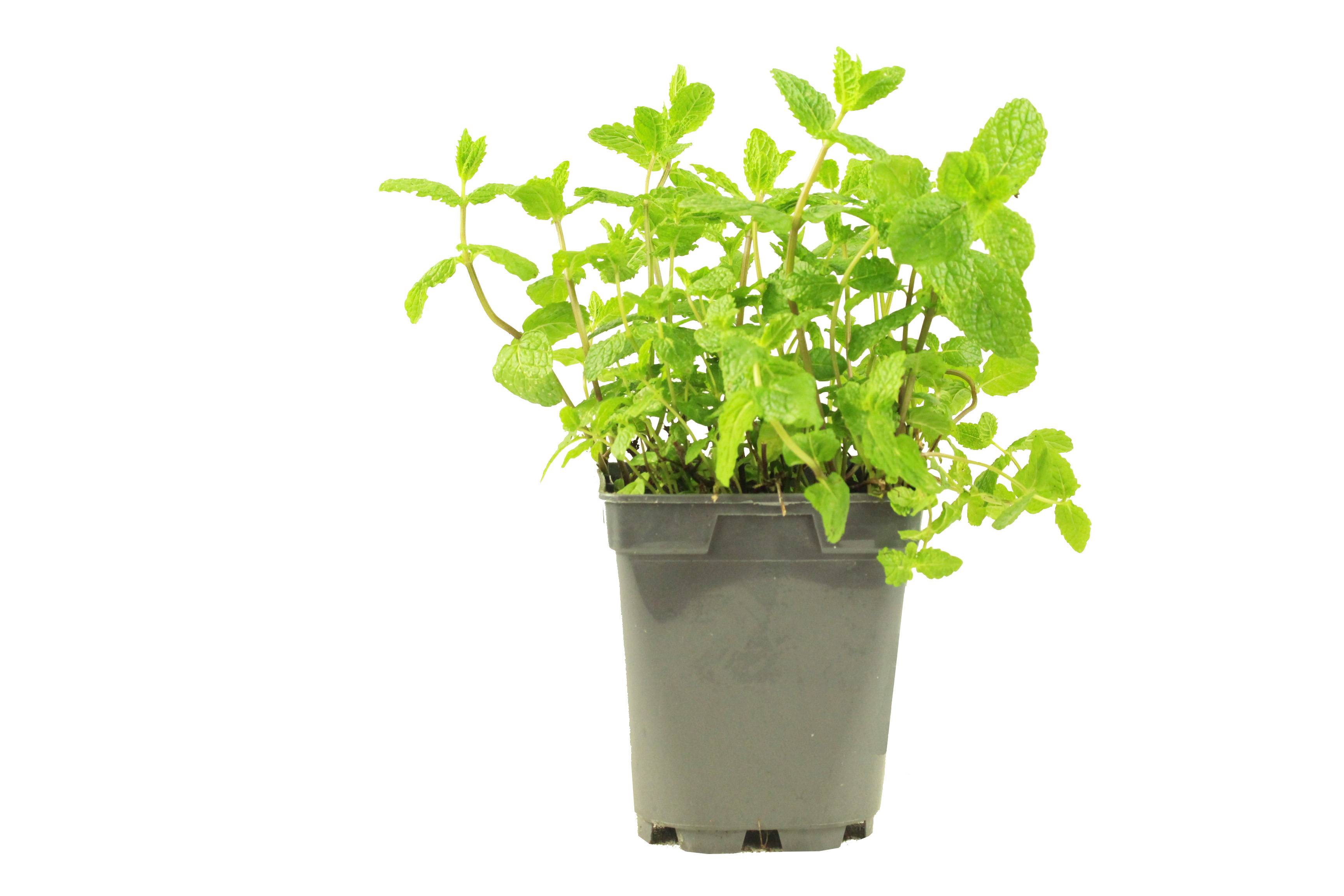 Menthe marocaine pot de 1 litre
