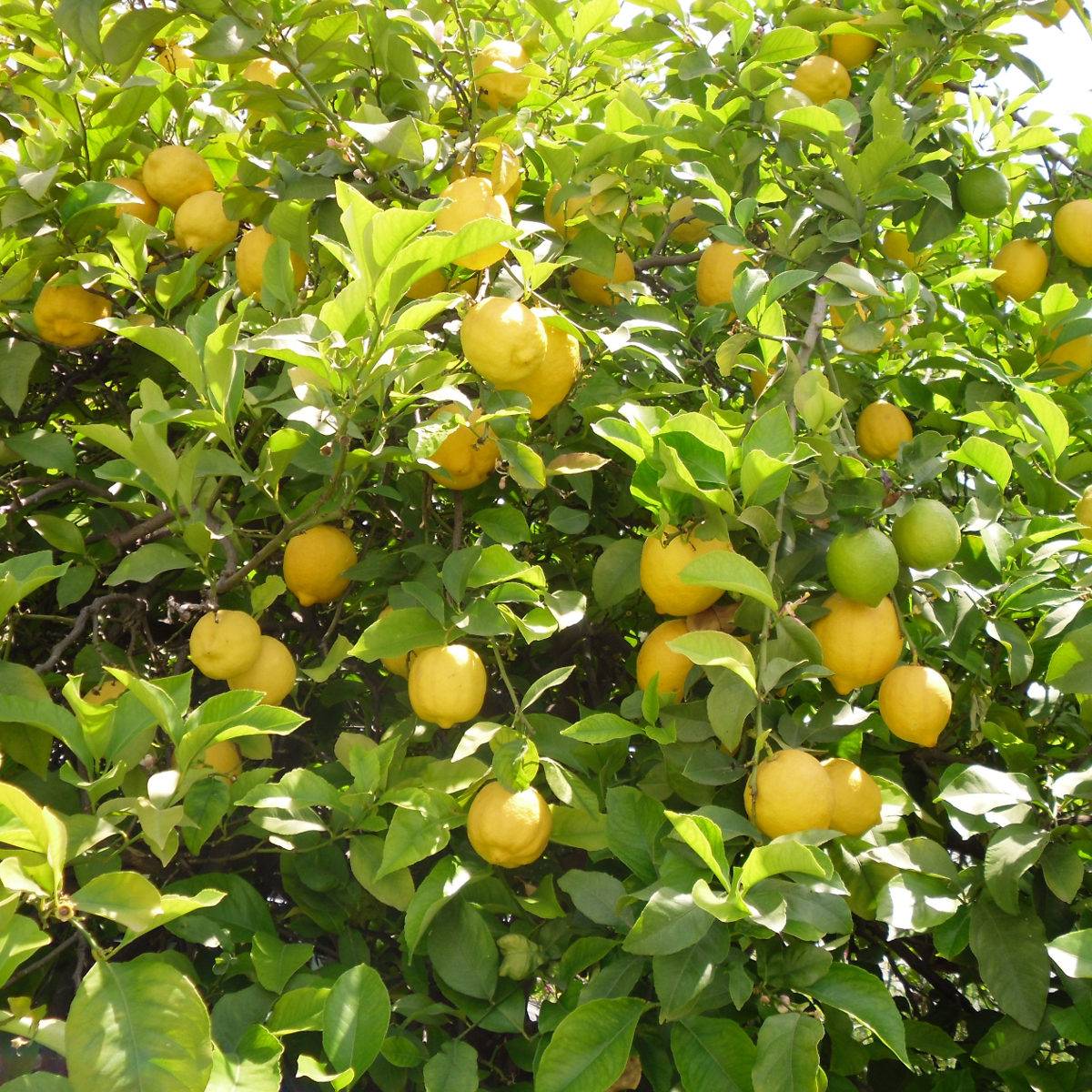 Citronnier des 4 saisons - Citrus limon Pot de 4L/5L, 1/4 de tige