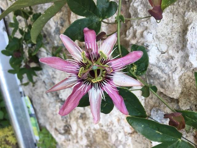 Passiflore Victoria - Fleur de la Passion Pot de 2L/3L