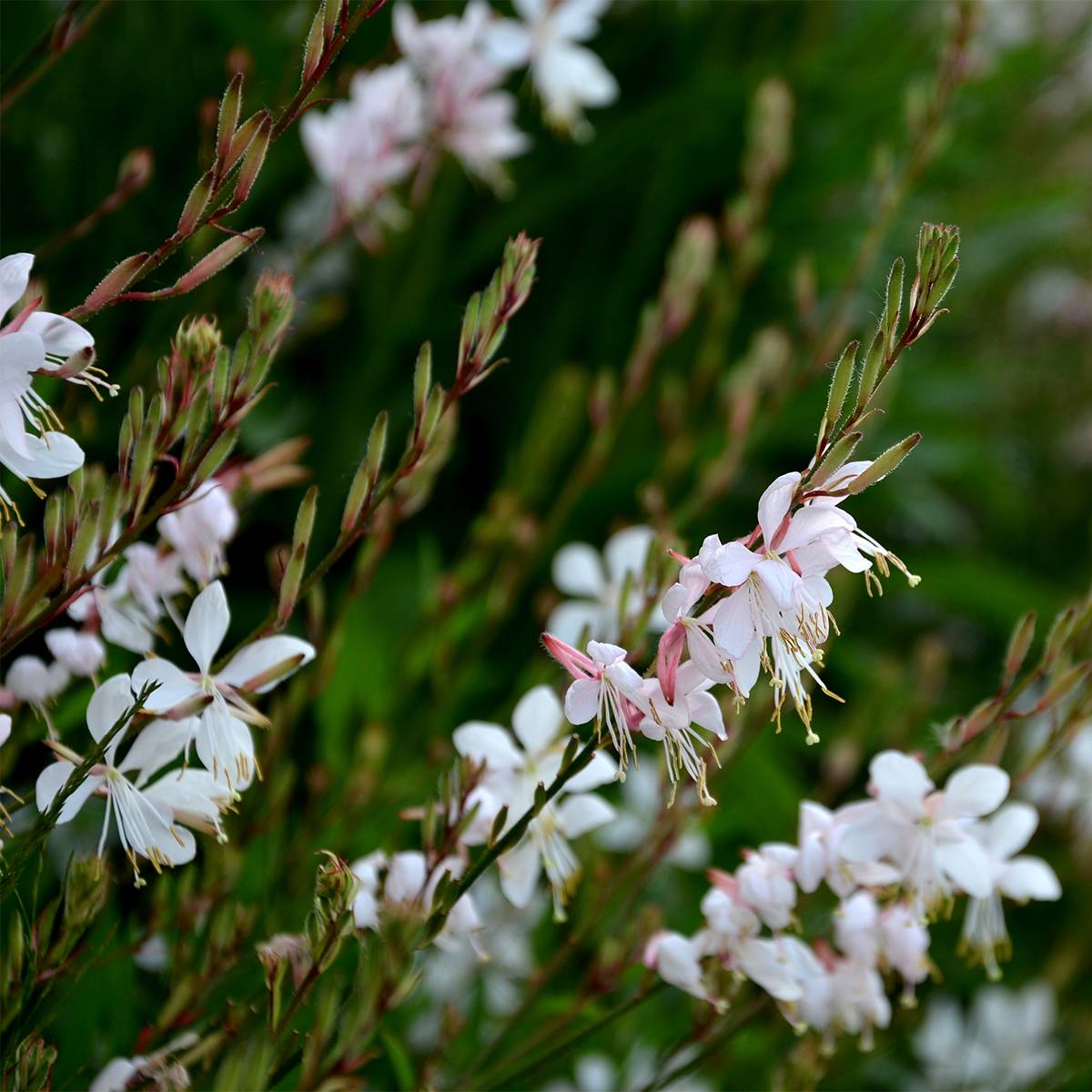 Gaura lindheimeri Summer Breeze - Gaura de Lindheimer Godet de 8/9 cm