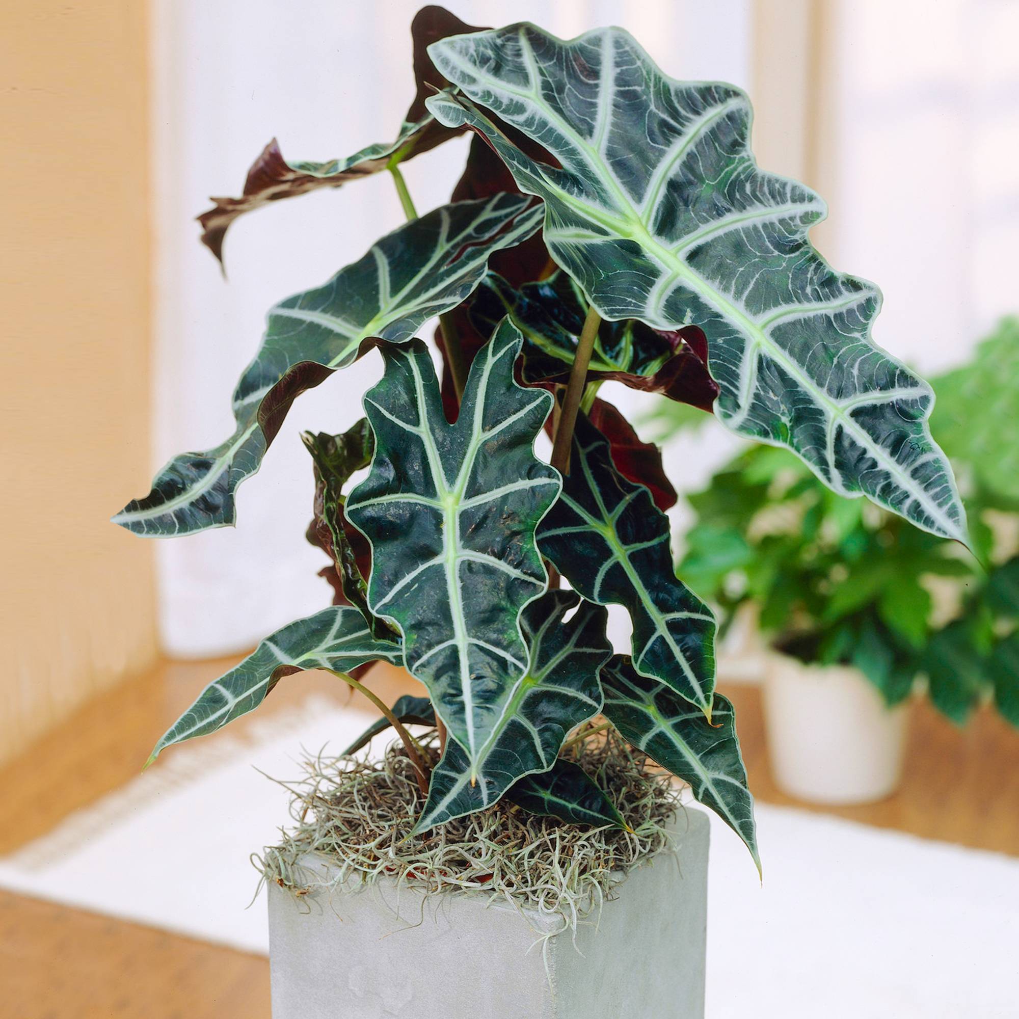 Gardenersdream - Élégant Alocasia Polly En Pot 30-40 Cm Plante Oreille D’Éléphant Pour La Maison Ou Le Bureau - GardenersDream - Image 1