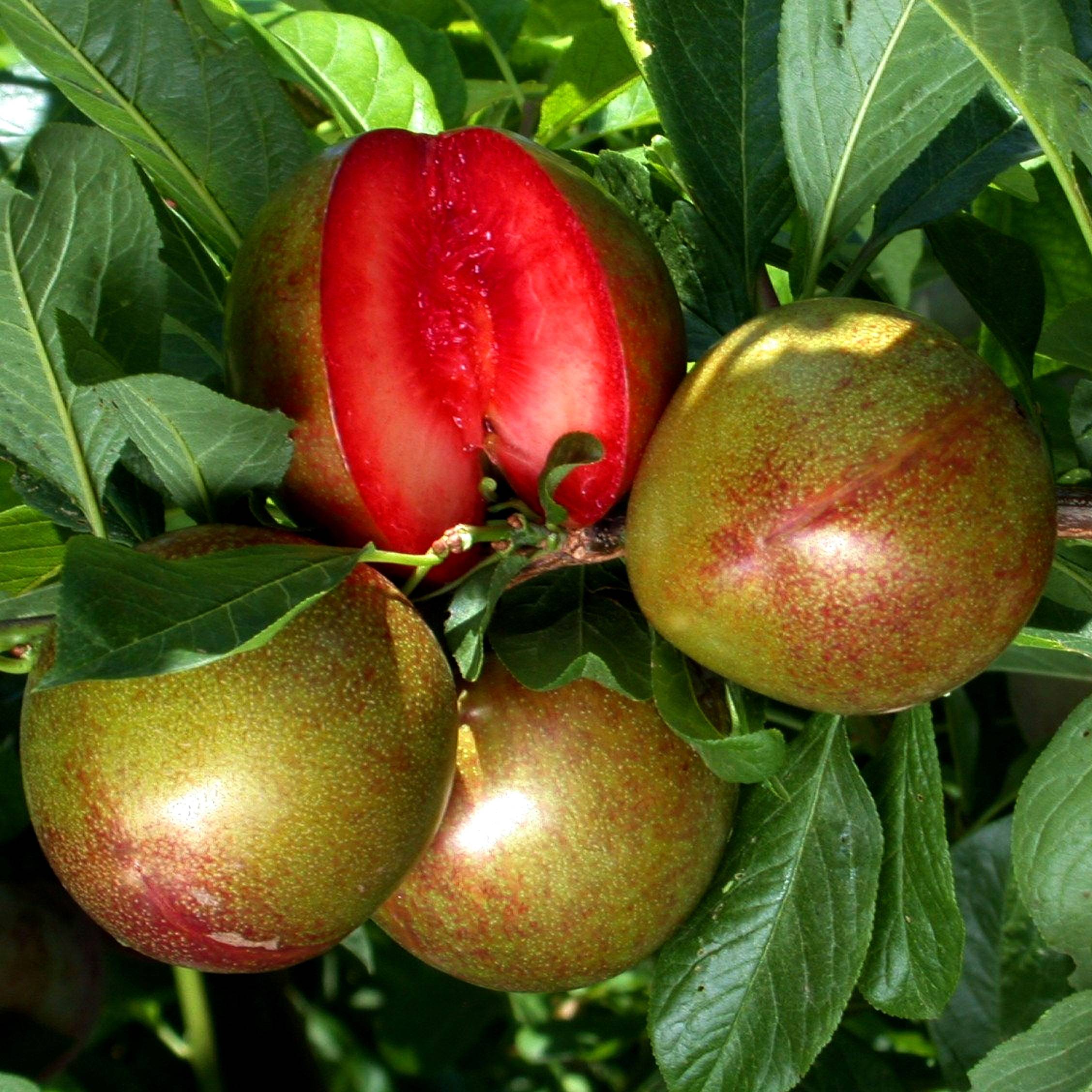 Pluot Flavor Supreme Pot de 7,5L/10L, Gobelet