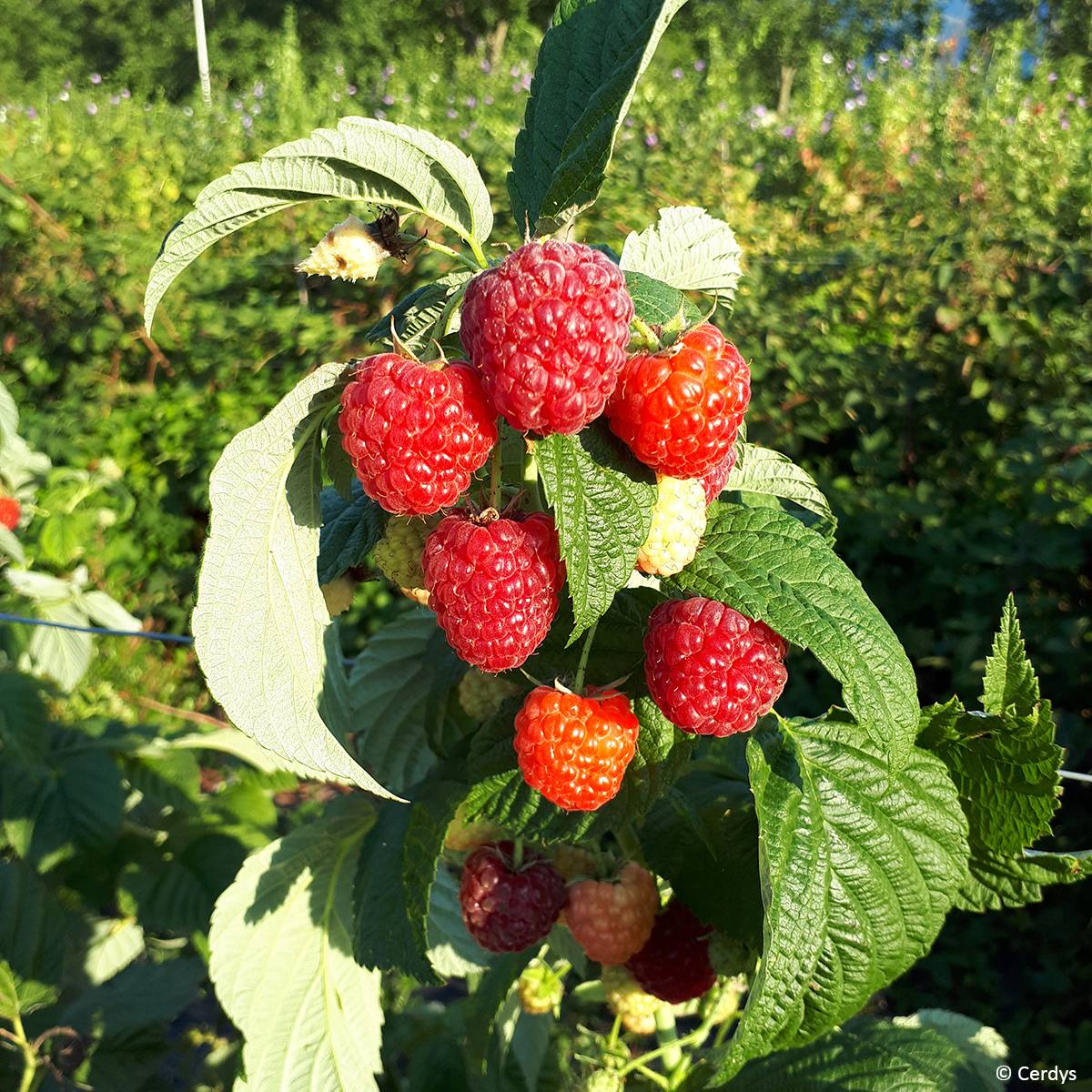 Framboisier Primeberry Autumn Fleshy - Rubus idaeus Pot de 1,5L/2L, Touffe