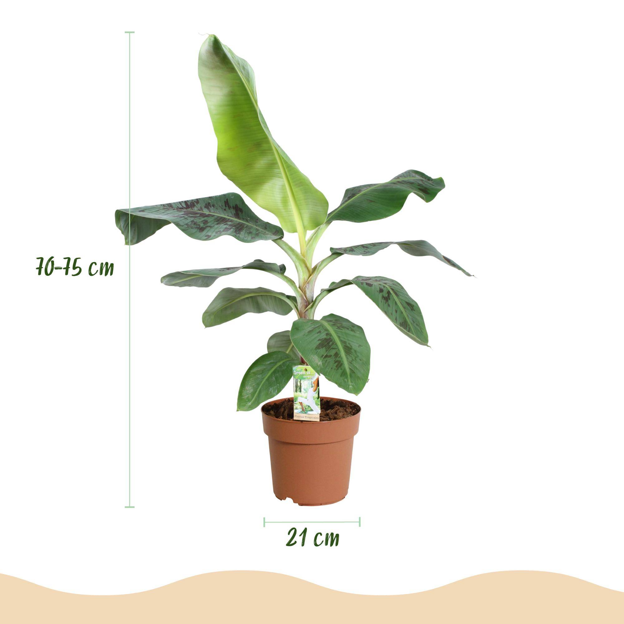 Musa acuminata Nain Cavendish - Plante de banane - Pot de 21cm - Hauteur 70-75cm - Sans cache-pot - Plantes d'intérieur - Image 3