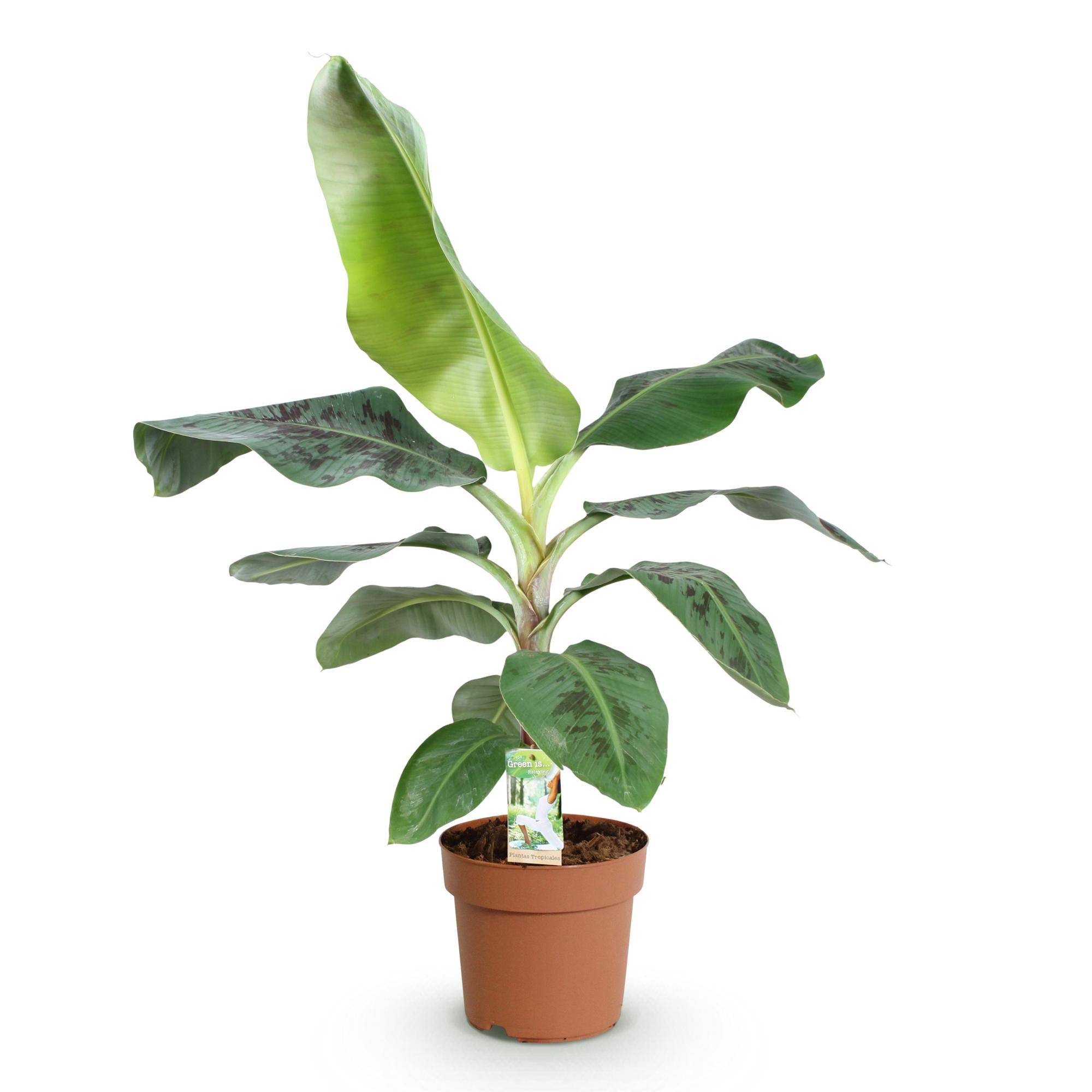 Musa acuminata Nain Cavendish - Plante de banane - Pot de 21cm - Hauteur 70-75cm - Sans cache-pot - Plantes d'intérieur - Image 2