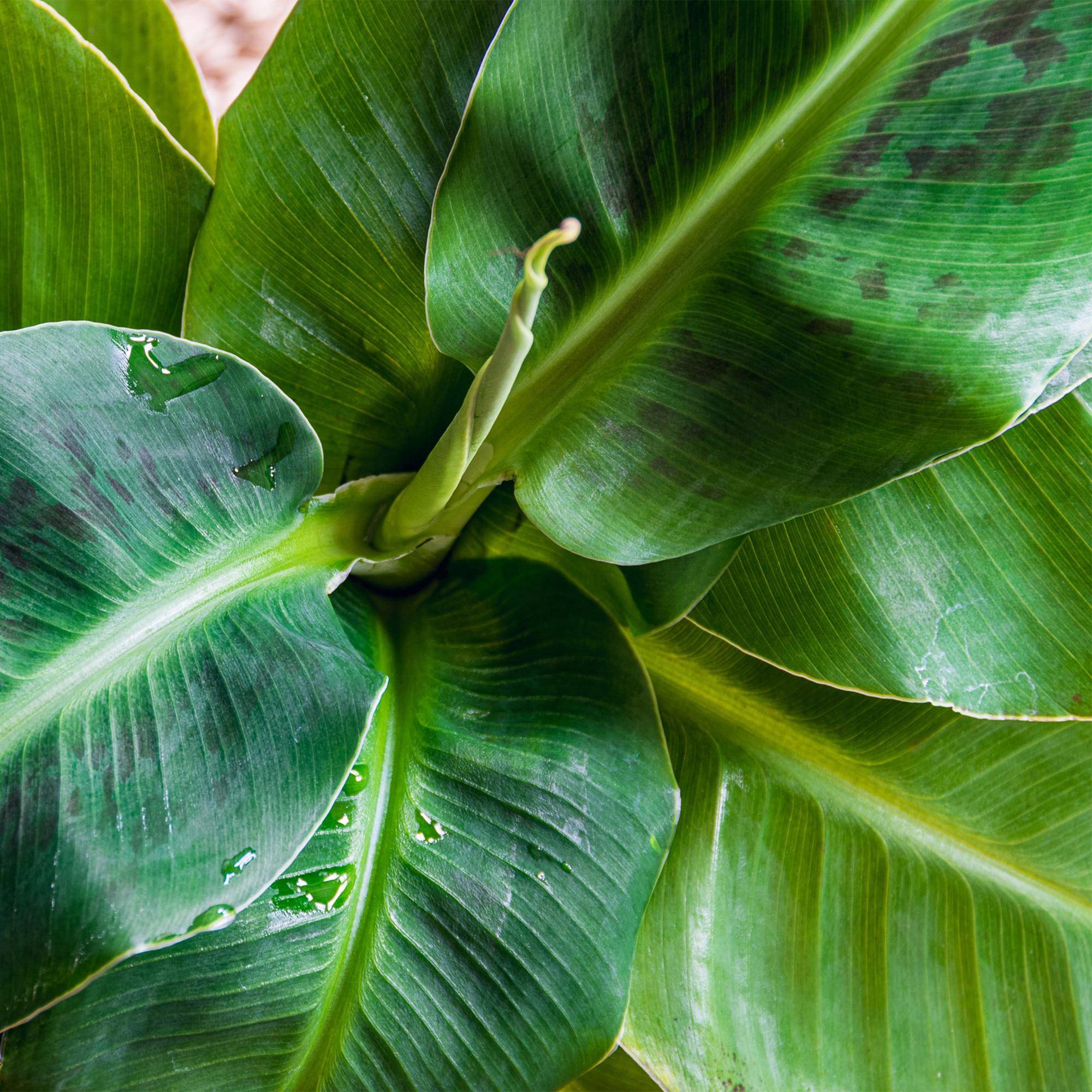 Musa acuminata Nain Cavendish - Plante de banane - Pot de 21cm - Hauteur 70-75cm - Sans cache-pot - Plantes d'intérieur - Image 5