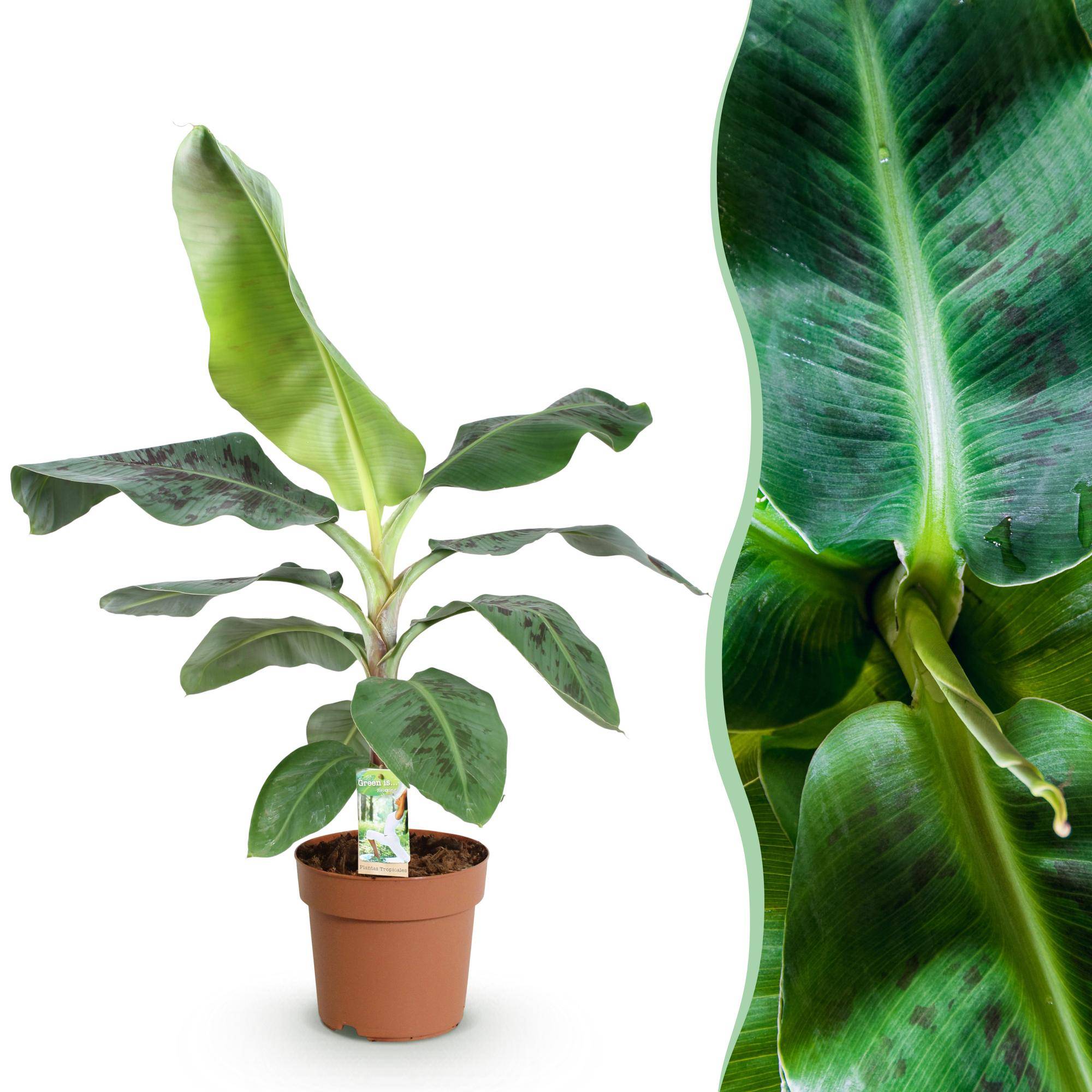 Musa acuminata Nain Cavendish - Plante de banane - Pot de 21cm - Hauteur 70-75cm - Sans cache-pot - Plantes d'intérieur - Image 1
