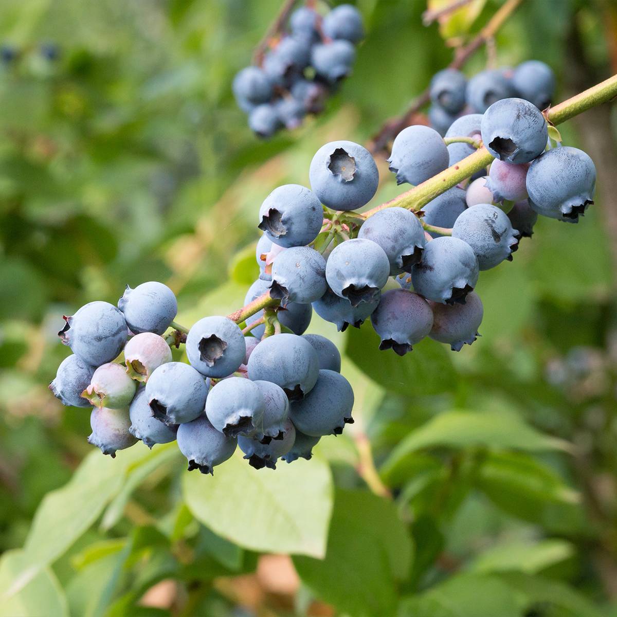 Myrtille d'Amérique - Vaccinium corymbosum North Blue Godet de 8/9 cm