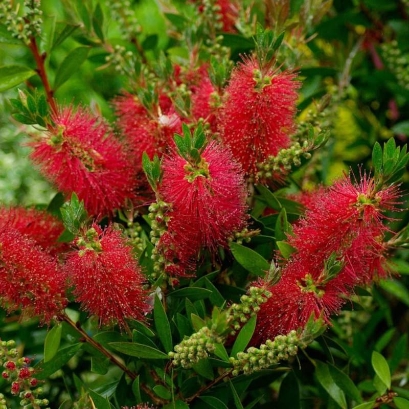 Rince-bouteilles Mini Red®, Callistemon à fleurs Rouge/ - feuillage Persistant - Pot de 3L - 20/40 cm - Image 2