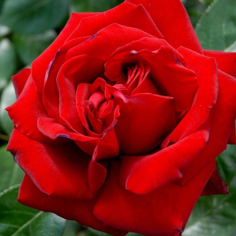 Rosier à grandes fleurs Ingrid Bergman® 'Poulman' à fleurs Rouge/ - feuillage Caduc - Pot de 3L - 20/40 cm - Image 1