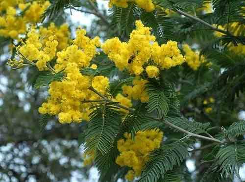 0 - Acacia dealbata var. Le Gaulois (Acacia D'Hiver) Pot de 4 litres - 80/100 cm