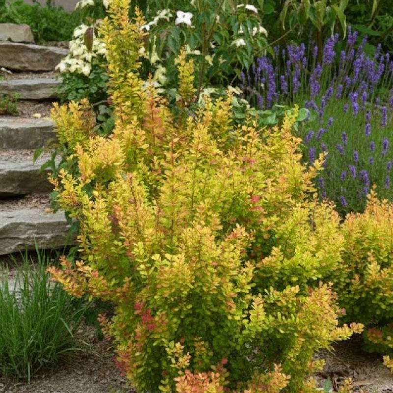 Epine-vinette Orange Torch®, Berberis à fleurs Orange - feuillage Persistant - Pot de 3L - 20/40 cm-  hauteur à maturité De 1,00 m à 1,50 m - Image 2