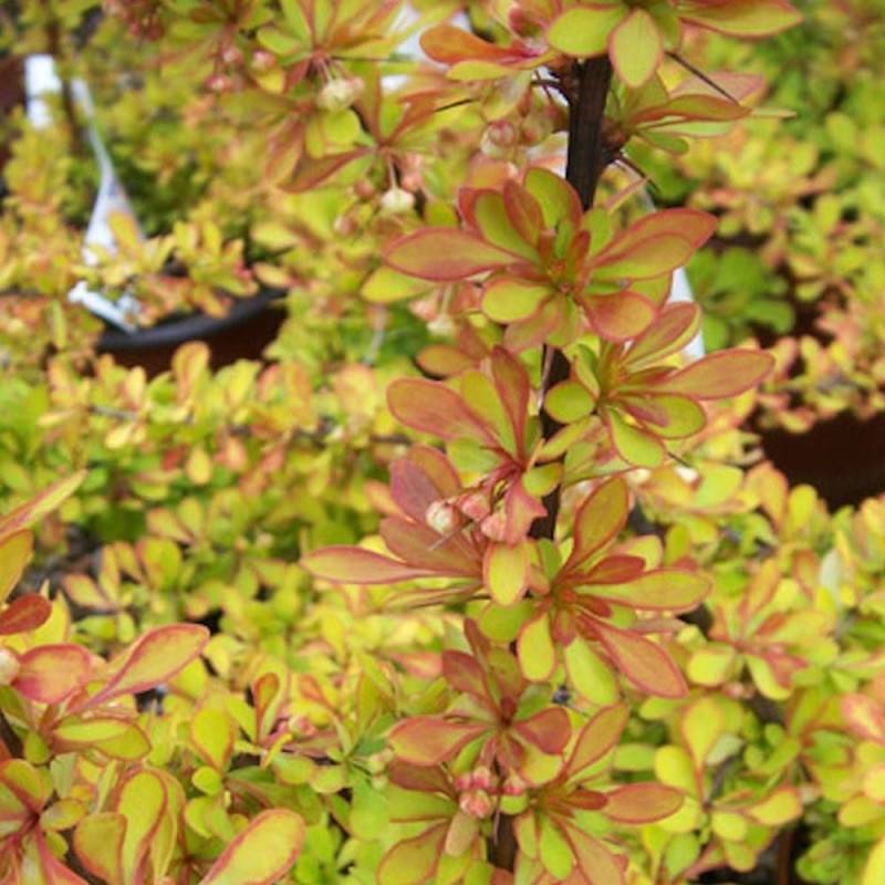 Epine-vinette Orange Torch®, Berberis à fleurs Orange - feuillage Persistant - Pot de 3L - 20/40 cm-  hauteur à maturité De 1,00 m à 1,50 m - Image 3