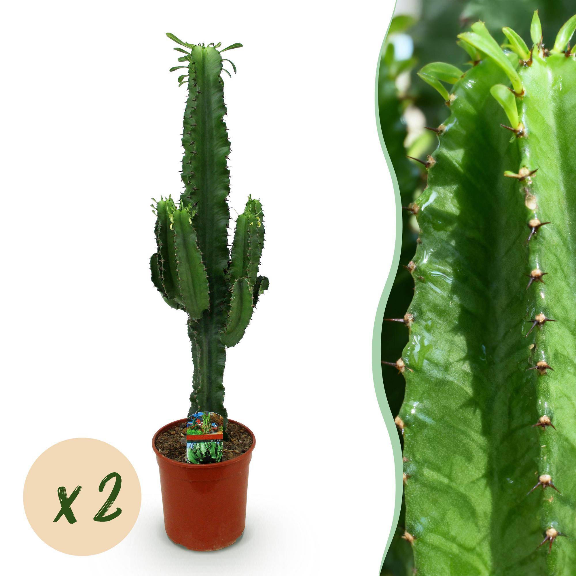 Euphorbia eritrea - Arbre à lait africain - Pot de 19cm - Hauteur 70cm - 2 plantes - Plantes d'intérieur - Image 1