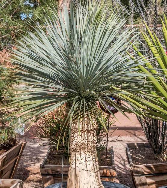 Sans Marque - Yucca rostrata Couleur floraison:Blanc - Taille:Pot de 25L - 80/100cm - Image 4