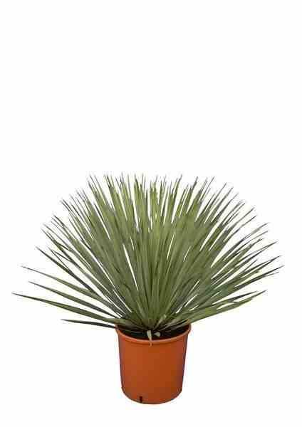 Sans Marque - Yucca rostrata Couleur floraison:Blanc - Taille:Pot de 25L - 80/100cm - Image 3