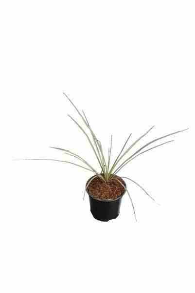 Sans Marque - Yucca rostrata Couleur floraison:Blanc - Taille:Pot de 25L - 80/100cm - Image 1