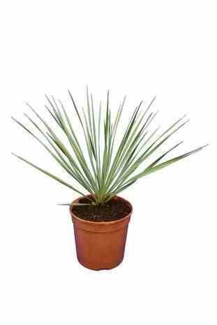 Sans Marque - Yucca rostrata Couleur floraison:Blanc - Taille:Pot de 25L - 80/100cm - Image 2