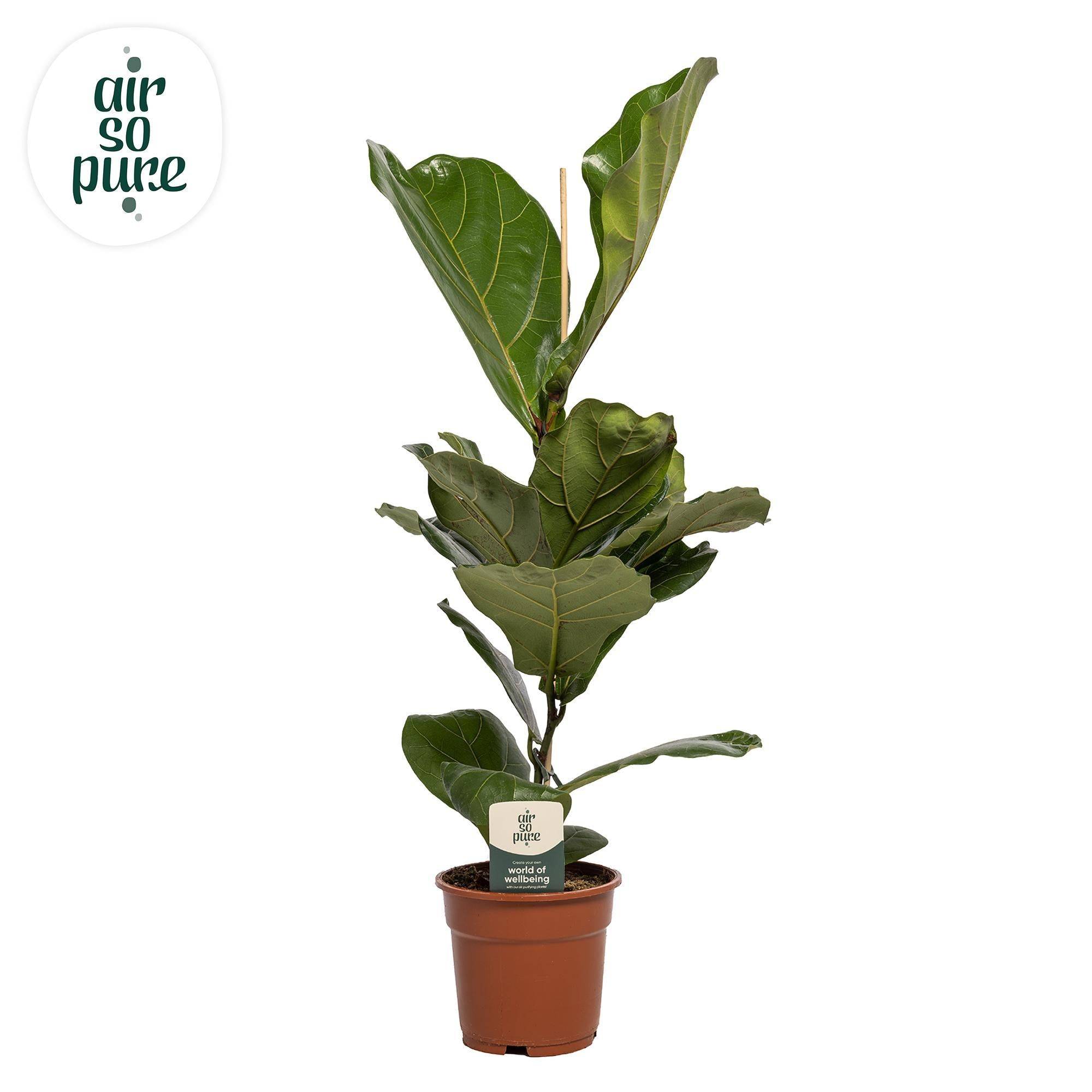 La Green Touch - Ficus Lyrata - D17 H60cm