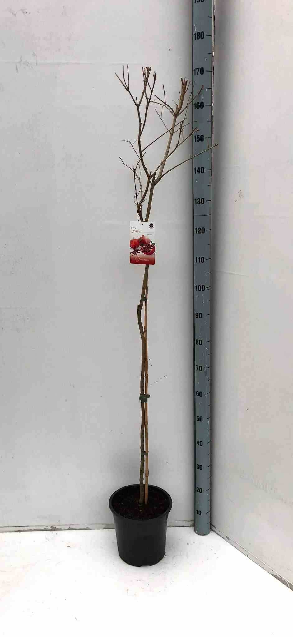 0 - Punica granatum (Grenadier à fruits)  Pot de 17 litres - 160/180 cm - Image 2