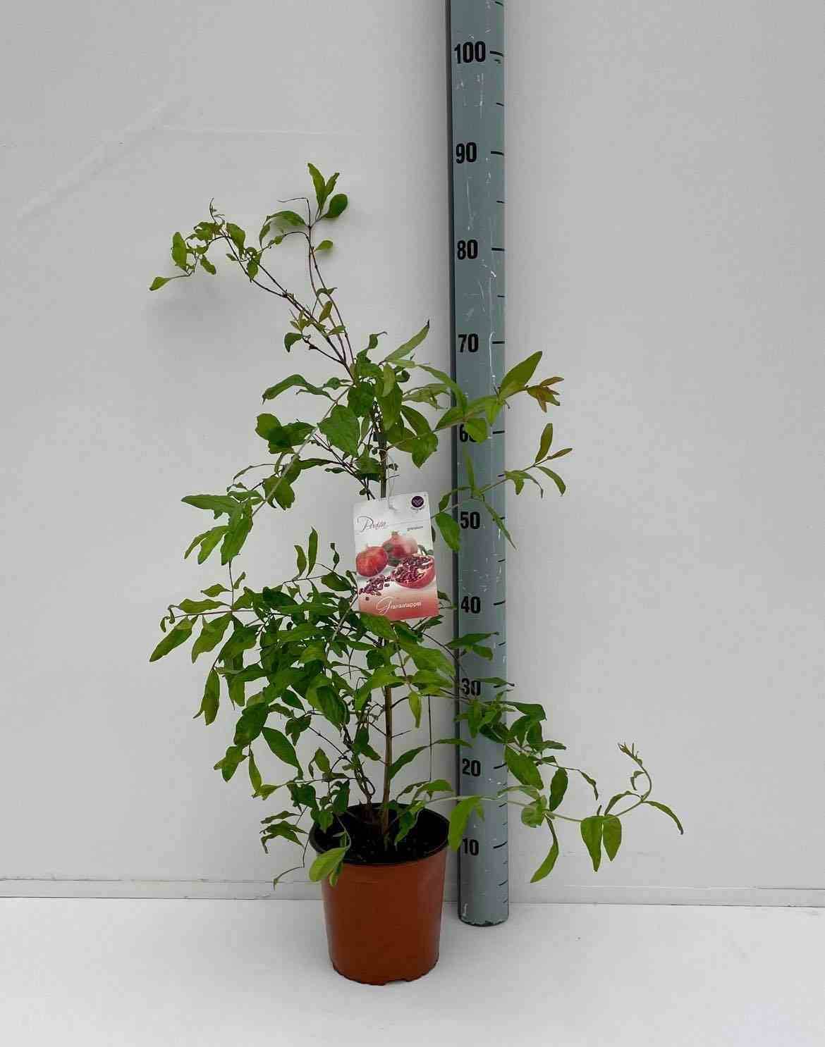 0 - Punica granatum (Grenadier à fruits)  Pot de 17 litres - 160/180 cm