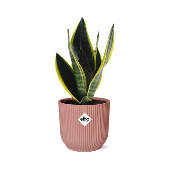 Sansevieria Futura Superba 14cm Rose - H40cm - Image 1
