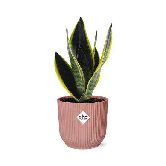 Sansevieria Futura Superba 14cm Rose - H40cm - Image 2