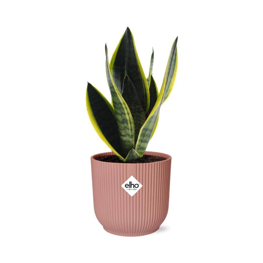Sansevieria Futura Superba 14cm Rose - H40cm - Image 2