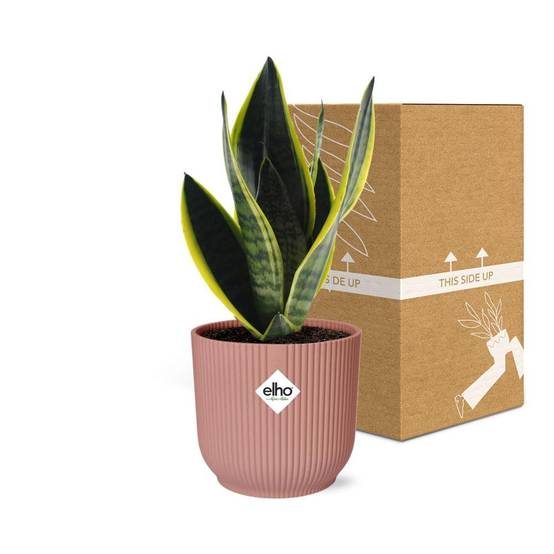Sansevieria Futura Superba 14cm Rose - H40cm - Image 5