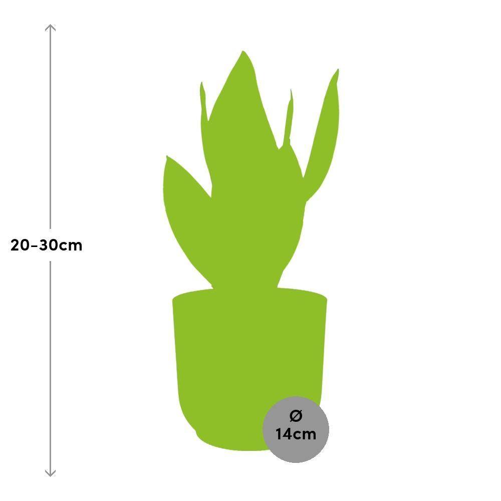 Sansevieria Futura Superba 14cm Rose - H40cm - Image 3