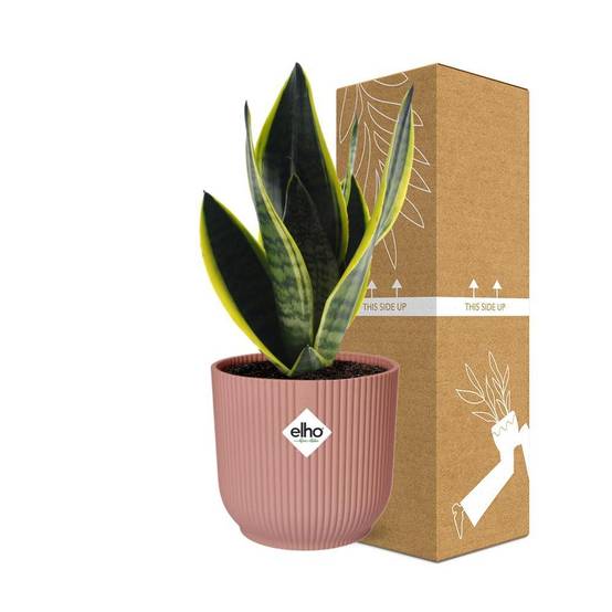 Sansevieria Futura Superba 14cm Rose - H40cm - Image 4