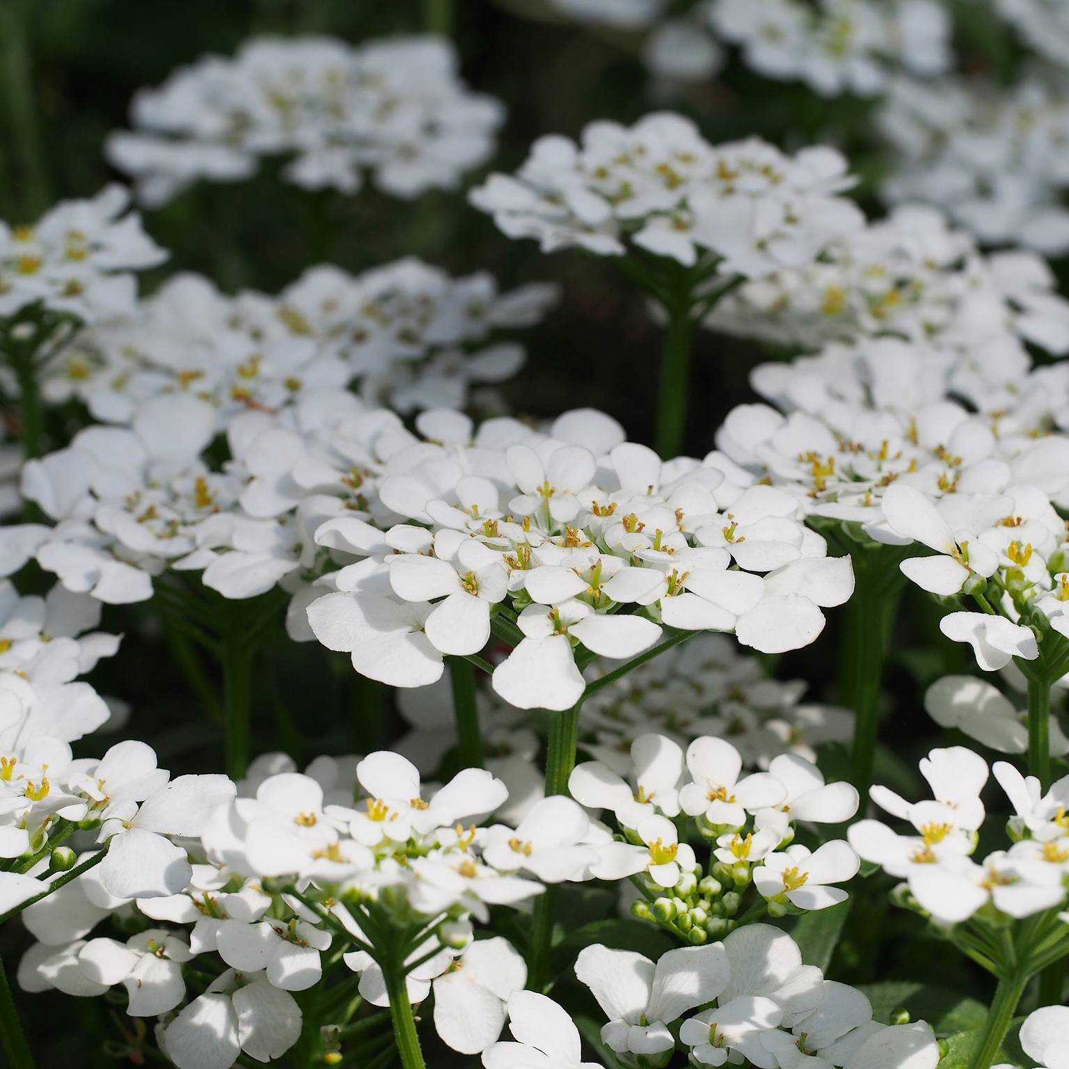 Promesse de Fleurs - Iberis sempervirens Masterpiece - Corbeille d'argent  Pot de 2L/3L