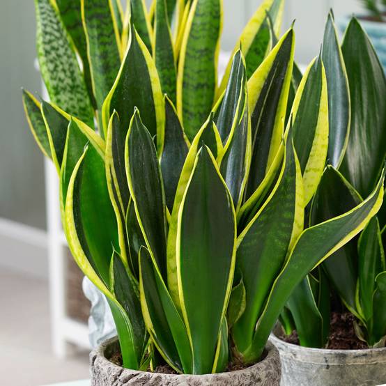 Gardenersdream - Sansevieria Golden Flame - Langue De Belle-Mère | Plante D'Intérieur En Pot | De 30 À 40 Cm Pot Inclus - GardenersDream - Image 1