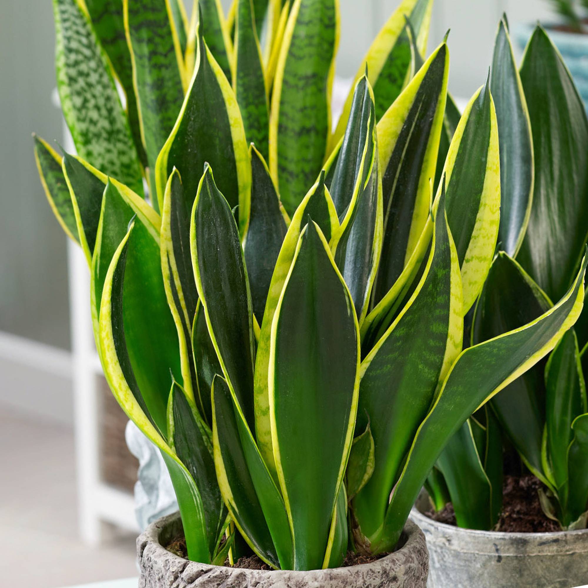 Gardenersdream - Sansevieria Golden Flame - Langue De Belle-Mère | Plante D'Intérieur En Pot | De 30 À 40 Cm Pot Inclus - GardenersDream - Image 1
