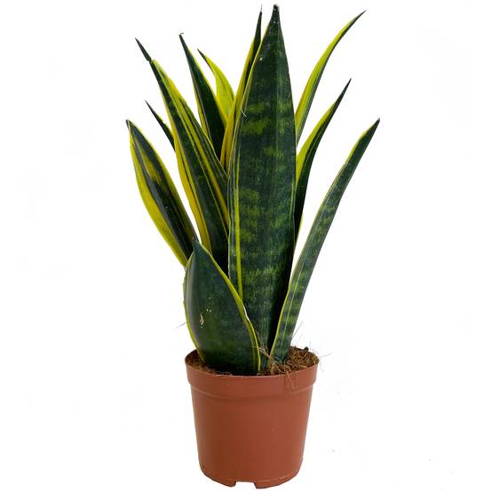 Gardenersdream - Sansevieria Golden Flame - Langue De Belle-Mère | Plante D'Intérieur En Pot | De 30 À 40 Cm Pot Inclus - GardenersDream - Image 2