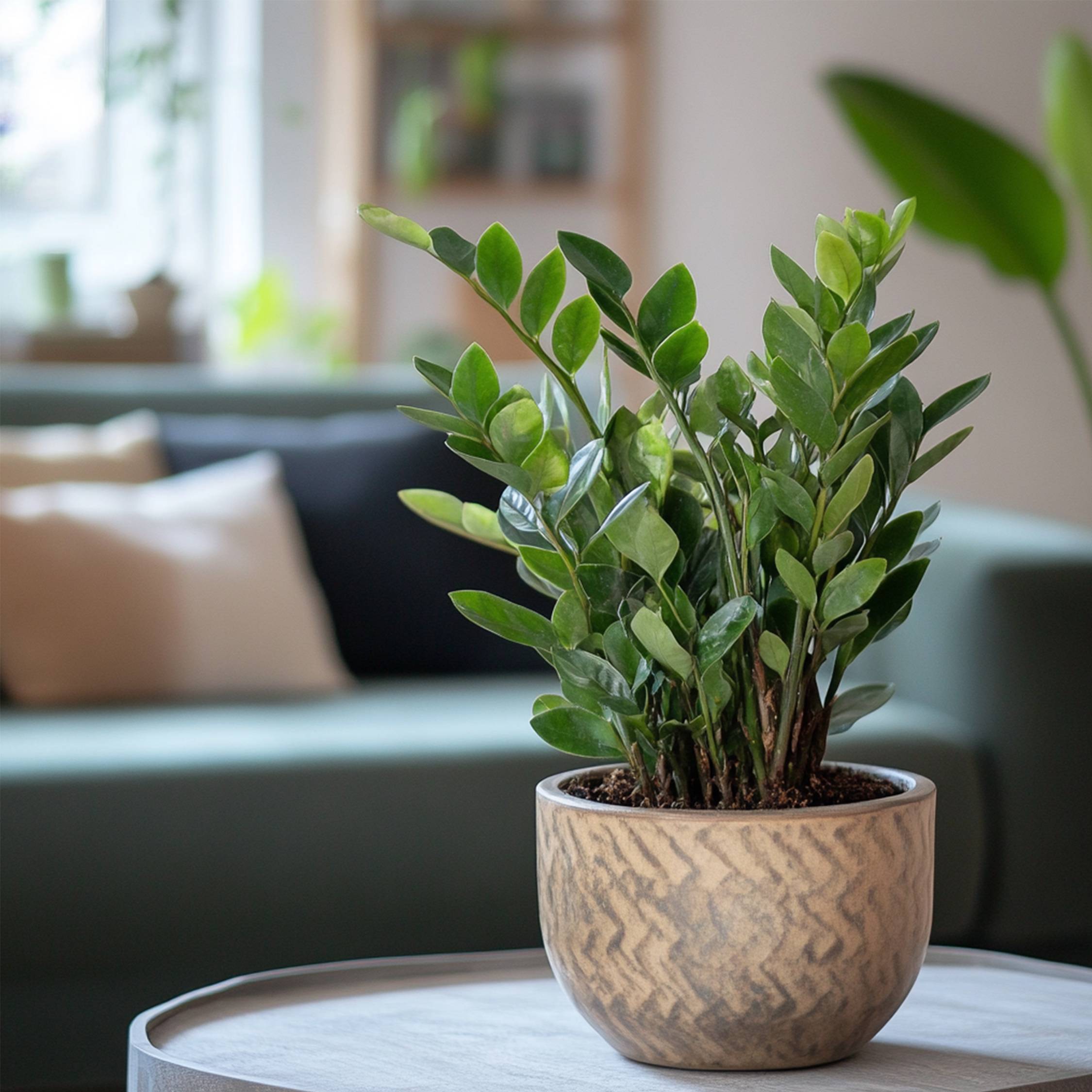 Plant In A Box - Plante ZZ - Zamioculcas Emerald - Hauteur 70-80cm - ⌀21cm - Image 3
