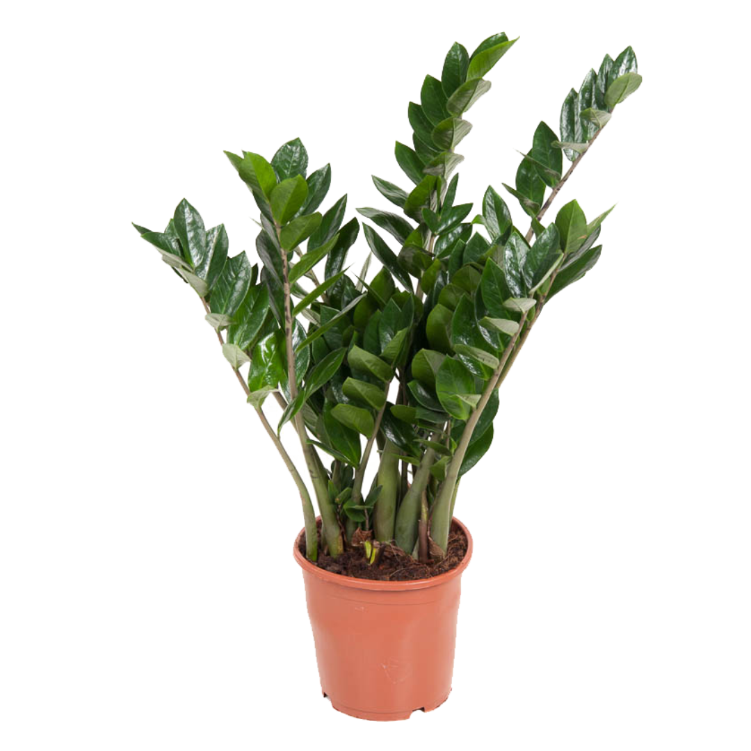 Plant In A Box - Plante ZZ - Zamioculcas Emerald - Hauteur 70-80cm - ⌀21cm - Image 1