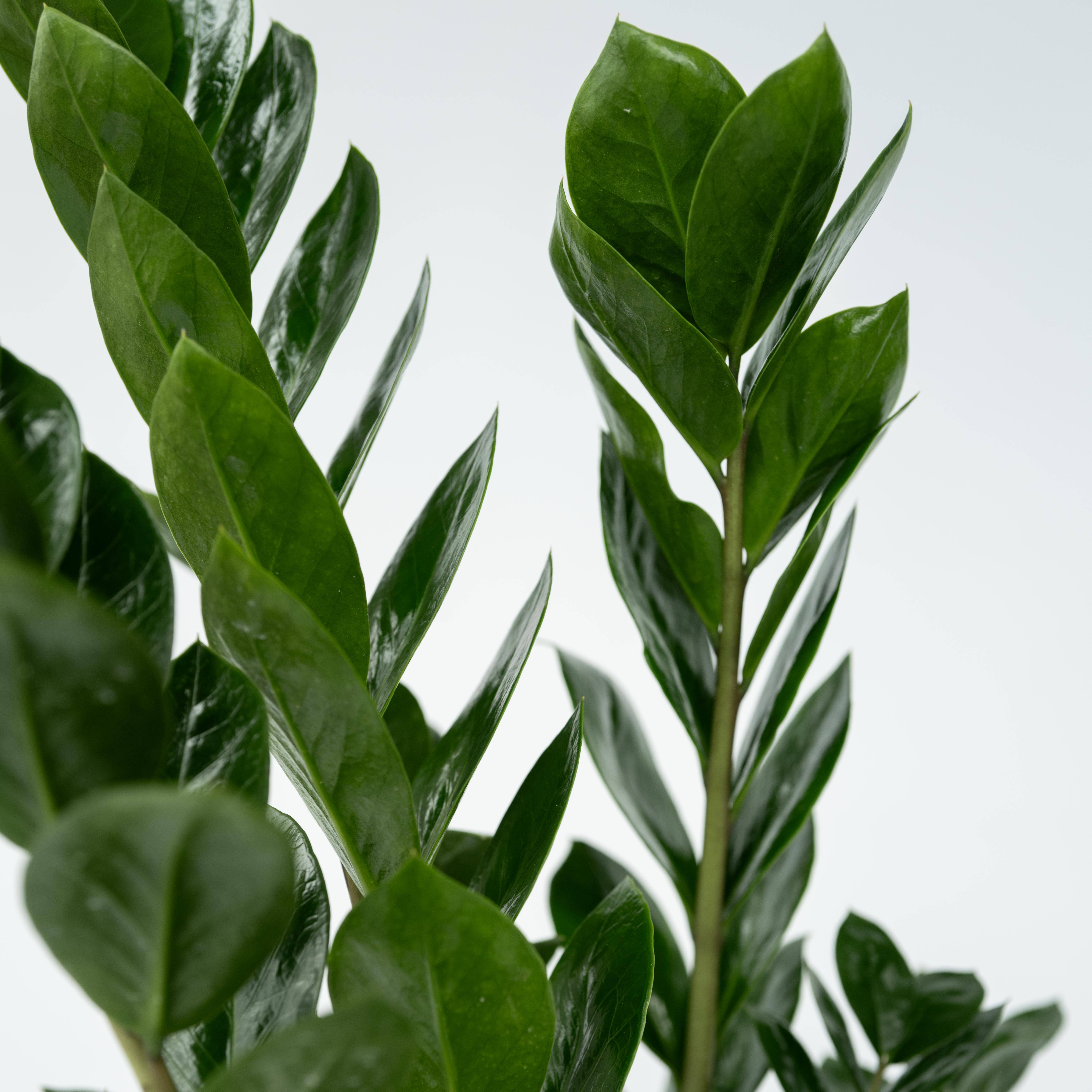 Plant In A Box - Plante ZZ - Zamioculcas Emerald - Hauteur 70-80cm - ⌀21cm - Image 4