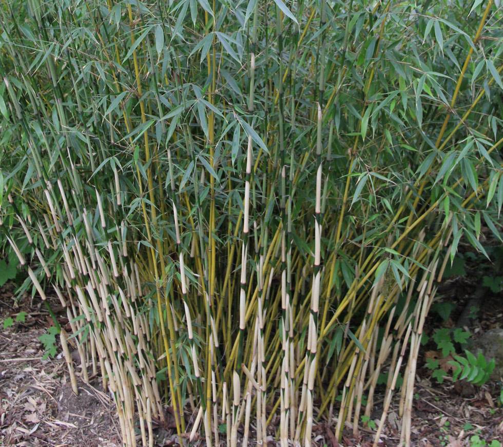 0 - Fargesia Robusta 'Pingwu'  Pot 10 Litres - 80/100cm - 8/12 cannes - Image 3