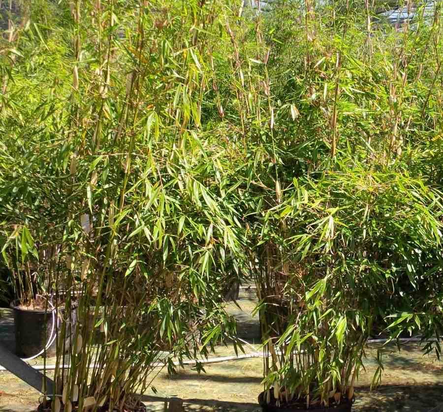 0 - Fargesia Robusta 'Pingwu'  Pot 10 Litres - 80/100cm - 8/12 cannes - Image 1
