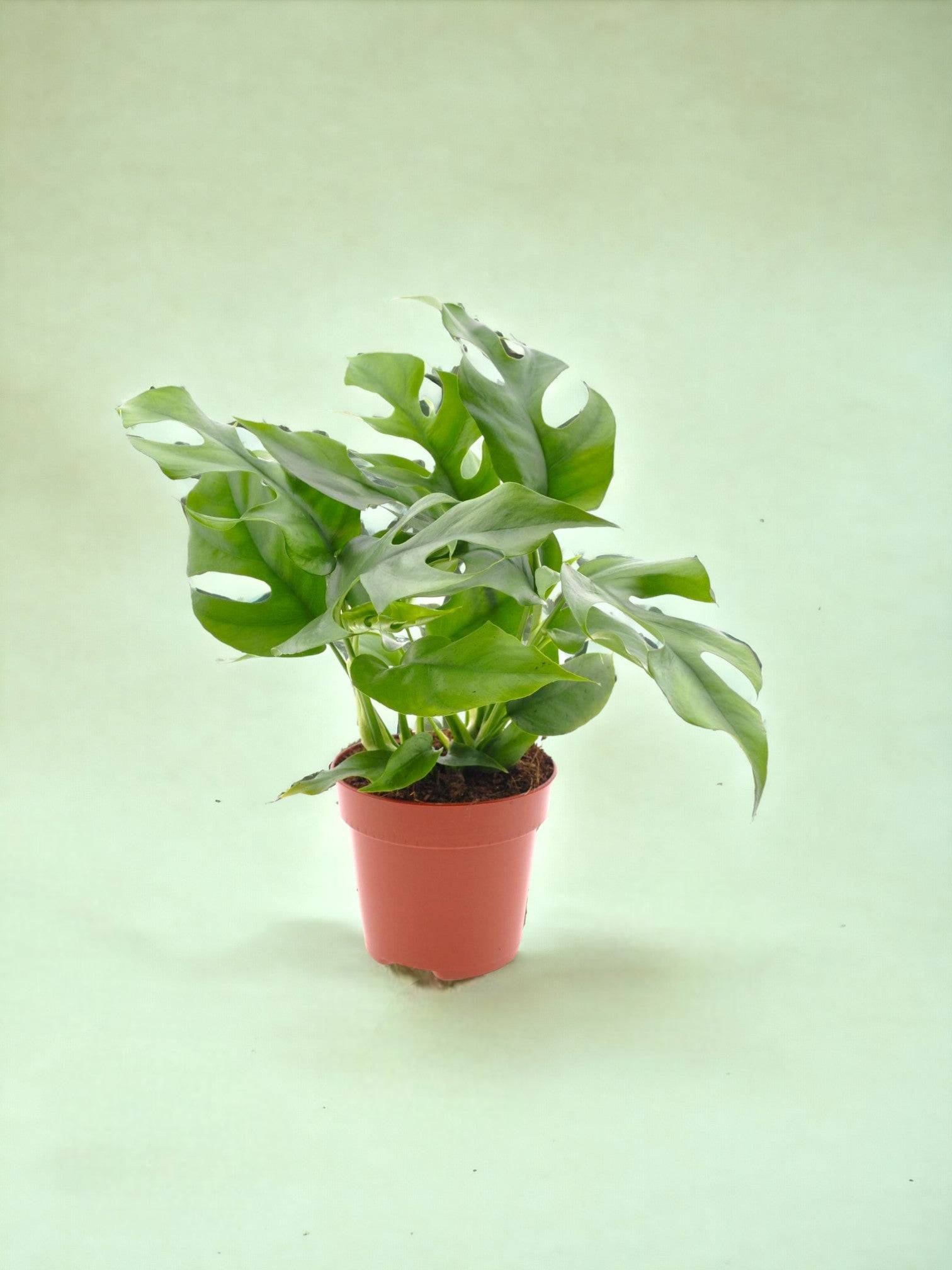 Monstera Minima 25cm - Plante d'intérieur- La Green Touch - Image 2