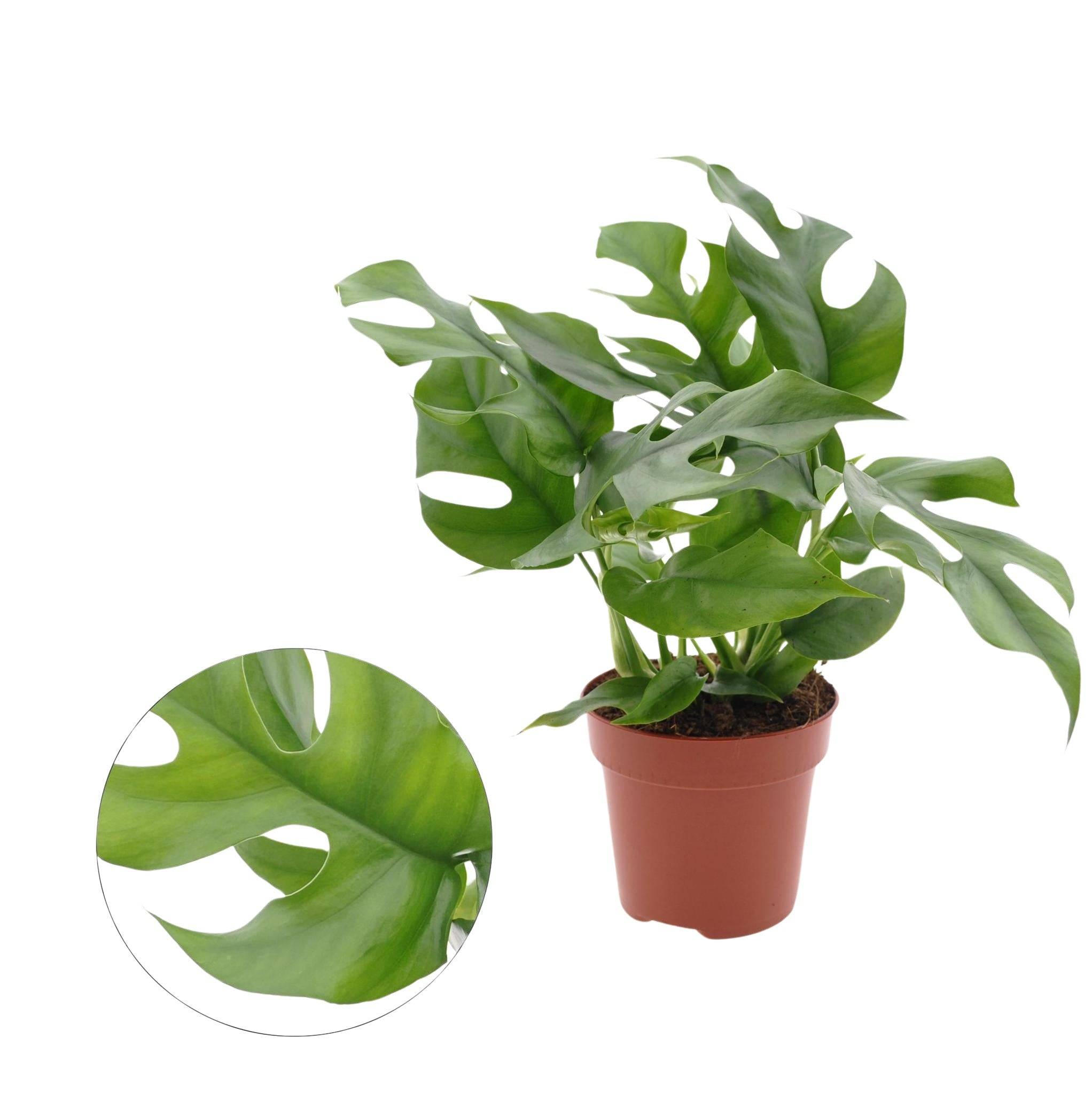 Monstera Minima 25cm - Plante d'intérieur- La Green Touch - Image 3