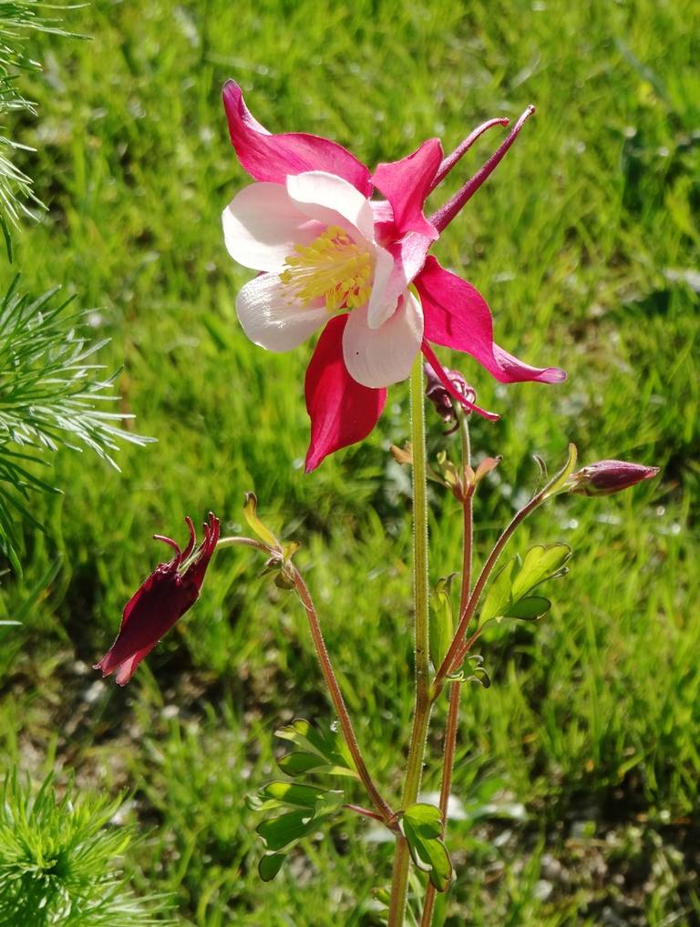 Graines d'Ancolie hybride Mac Kana - Aquilegia x cultorum le sachet de 350 graines environ (0,5g) - Image 3
