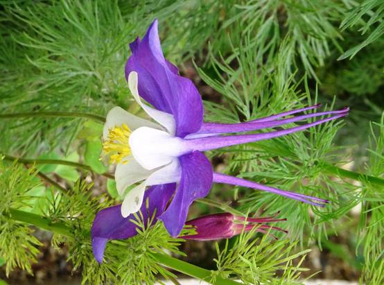 Graines d'Ancolie hybride Mac Kana - Aquilegia x cultorum le sachet de 350 graines environ (0,5g) - Image 1