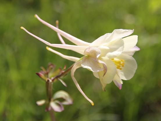 Graines d'Ancolie hybride Mac Kana - Aquilegia x cultorum le sachet de 350 graines environ (0,5g) - Image 2